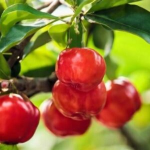 Barbados Cherry “Acerola”
