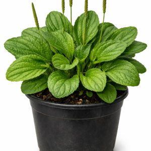 Yantén (Plantain herb)