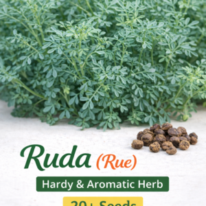 Ruda (Rue) – 20+ seeds