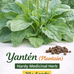 Yantén (Plantain) – 20+ seeds
