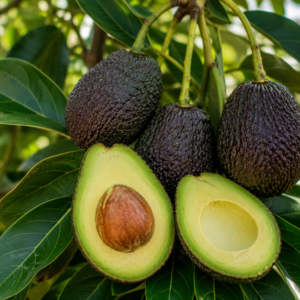 Hass Avocado “Palta” (Grafted)