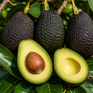 Super Hass Avocado “Palta” (Grafted)
