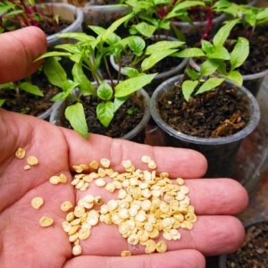 Aji Amarillo Seeds (10 seeds)
