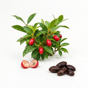 Miracle Fruit / Miracle Berry Seeds (5 Seeds)