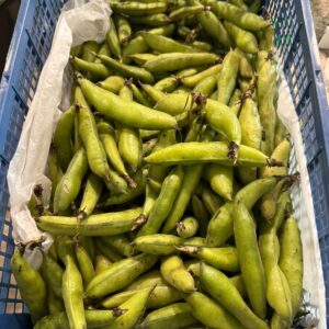 Fresh Habas / Fava Beans (per lb)