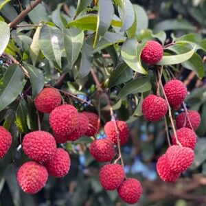 Lychee Tree – Lichi