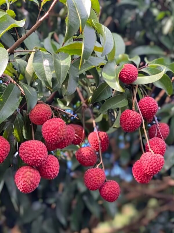 Lychee Tree - Lichi