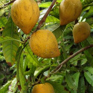 Canistel Tree