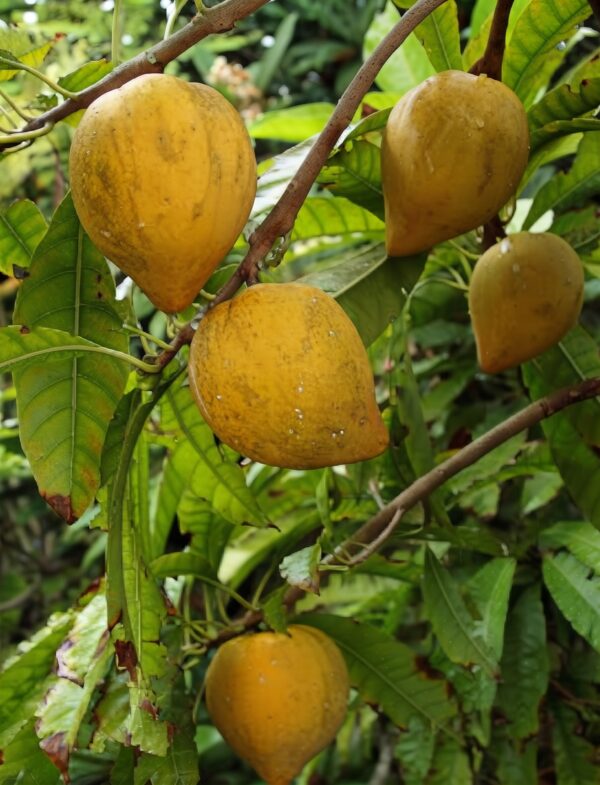 Canistel Tree