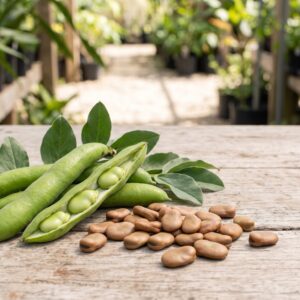 Fava Bean Seeds (1 Pack)