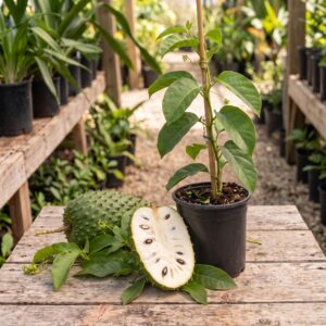Soursop Seedling – Guanábana (1 Gallon)