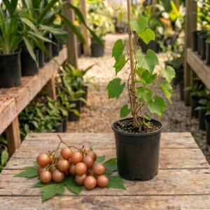 Darlene Grape Plant (1 Gallon)