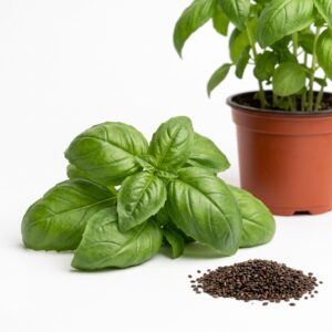 Italian Large Leaf Basil Seeds