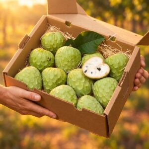 Box of fresh chirimoya custard apples packed in a cardboard box at sunrise
