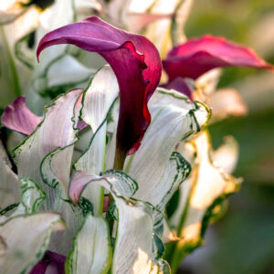 Frozen Queen Calla Lily