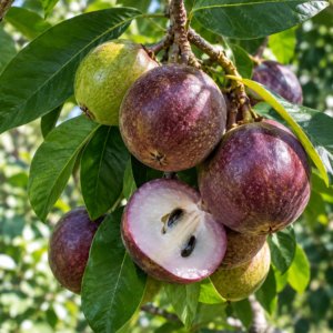 Caimito Tree